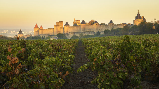 Vista de la muralla de Carcassonne al amanecer desde un vi&ntilde;edo cercano. Languedoc. Francia