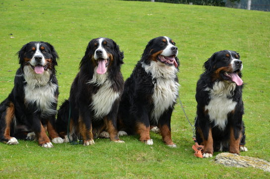 cane bovaro del bernese