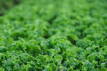 Rows of salad on a large field