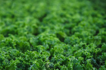 Rows of salad on a large field