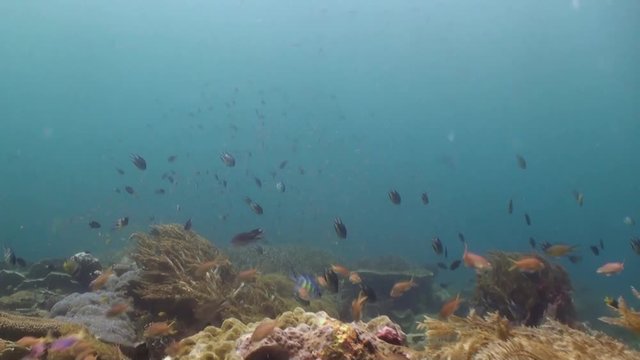 busy raja ampat reef 4