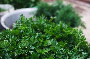 Fototapeta premium Green parsley. Macro image.