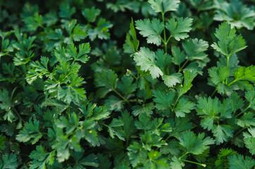Green parsley. Macro image.
