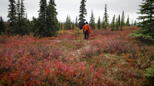 Female photographer walking in the tundra in Denali 