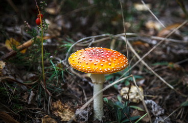 Poisonous mushroom