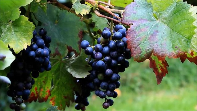 blue wine grapes hanging on bush
