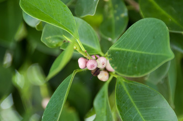 ガジュマルの実