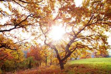Fototapeta na wymiar Landscape and tree in autumn with sunbeams, copy space