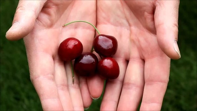 red cherries in male hands
