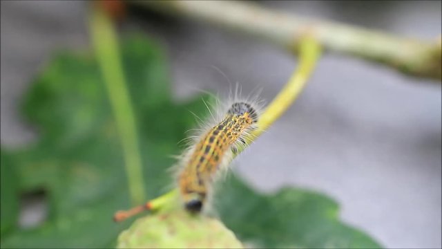 caterpillar on leaf, Phalera bucephala
