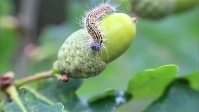 caterpillar on green acorn, Phalera bucephala
