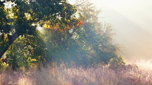 landscape morning fog beautiful forest