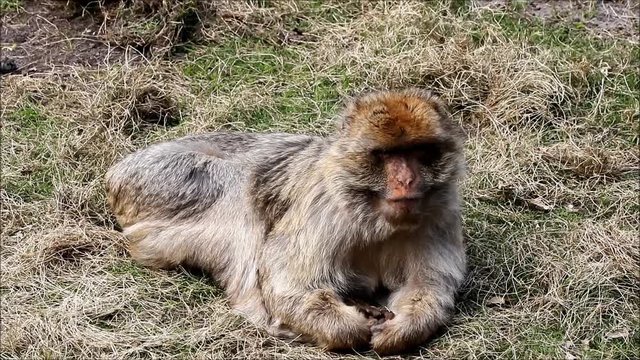 monkey Macaca sylvanus on meadow
