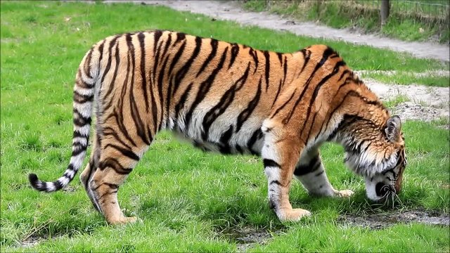 bengal tiger on meadow
