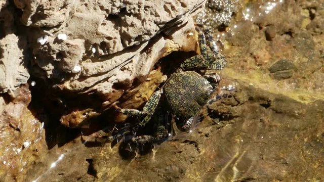A marbled rock crab (Pachygrapsus marmoratus) feeding on the water line.