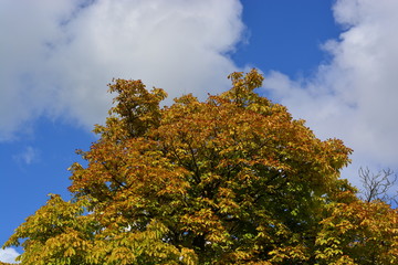 Tree turning yellow in autumn