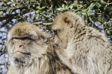 Fototapeta na wymiar Barbary macaque on the Rock of Gibraltar