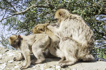 Barbary macaque on the Rock of Gibraltar