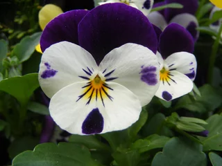 Stickers pour porte Pansies colours of pansy