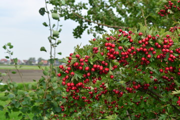 Fototapeta na wymiar Small red berries
