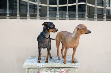 Barcelona, spain, 05/05/2017, Two chihuahua dogs.resting on an electricity box in the city of...