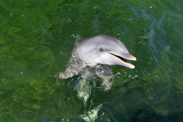 Obraz premium Playful dolphin in the water. Close-up
