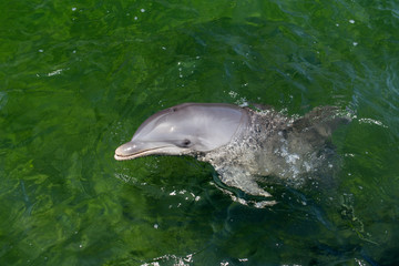 Obraz premium Playful dolphin in the water. Close-up