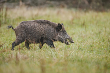 Young male boar