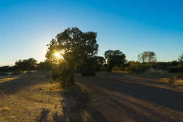 Cornalvo