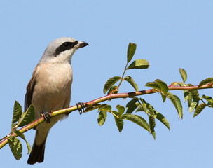Red Backed Shrike, Lanius collurio