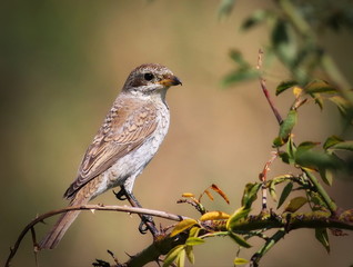 Young Red Backed Shrike, Lanius collurio