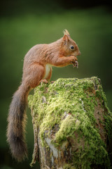 Red squirrel in North Yorkshire, portrait version