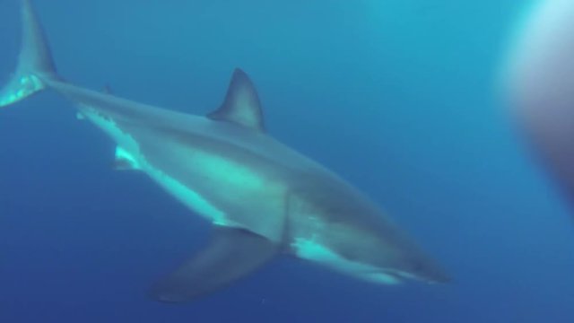 Great white shark swims away from bait on lure, POV