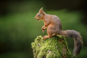 Naklejka na ściany i meble Red squirrel posing, looking left
