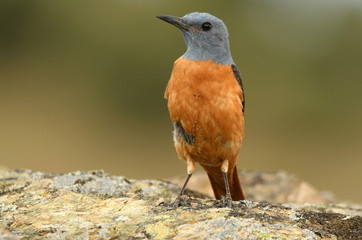 Pose de roquero rojo