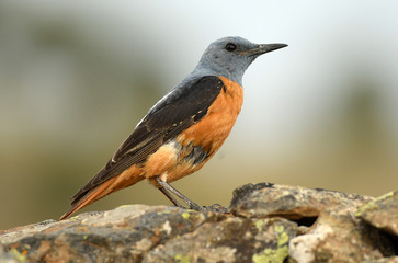 el roquero en la piedra