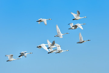 Naklejka premium 白鳥の飛翔