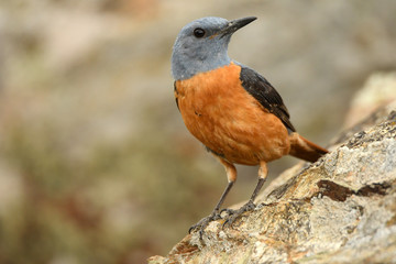 Un roquero rojo