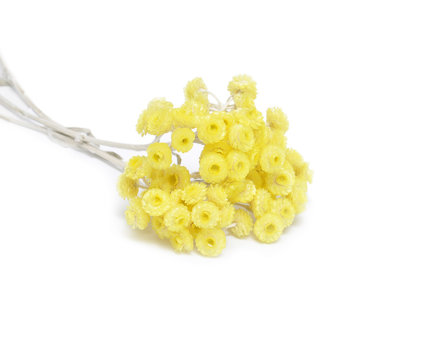 immortelle