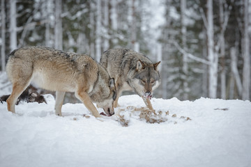 Fototapeta na wymiar Hungry wolves scavenging from an Elk carcass
