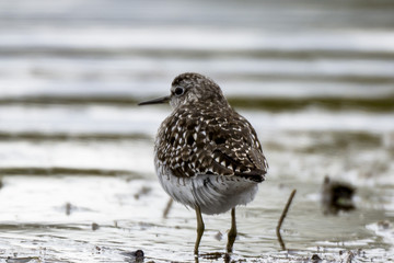 Tringa glareola