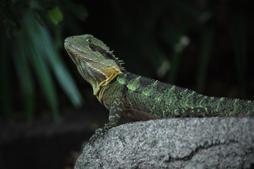 Lizard Basking