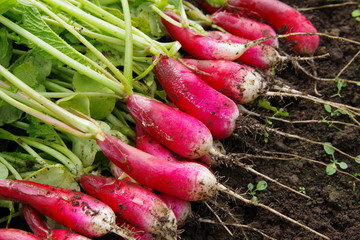 収穫直後のハツカダイコン