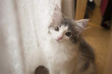 Obraz premium 猫 ノルウェージャンフォレストキャット