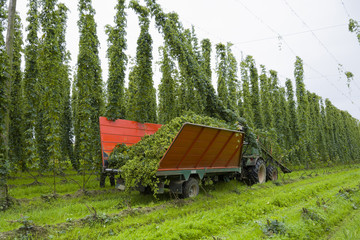 Hopfenfeld