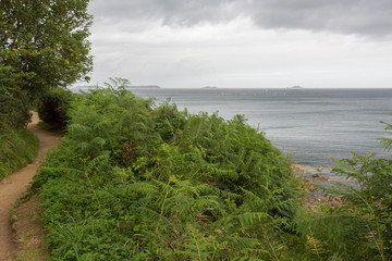 Sentier des douaniers, fougères et mer