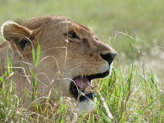 lionne au Serengeti