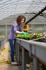Fototapeta na wymiar happy female nursery worker trimming plants in greenhouse