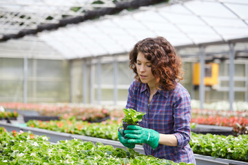happy female nursery worker trimming plants in greenhouse