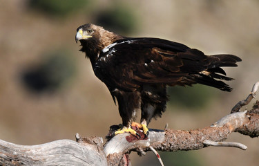 aguila imperial hembra con presa